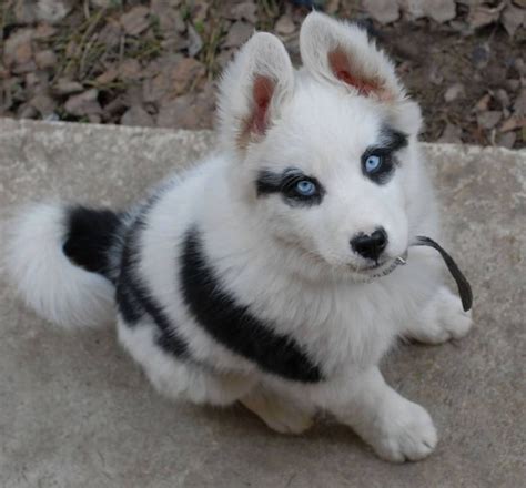 Dogs With Extraordinary Fur Patterns And Markings