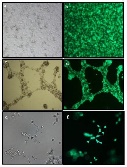 Angiogenesis Assay Kit (In Vitro) (ab204726) | Abcam