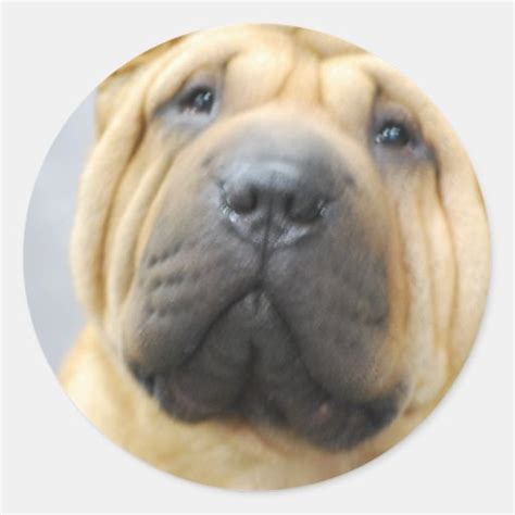 Shar Pei with Wrinkles Stickers | Zazzle