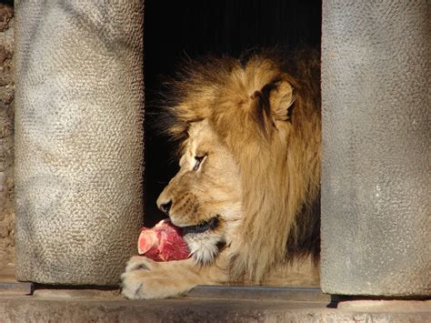 Feeding time for the Lions Free Photo Download | FreeImages