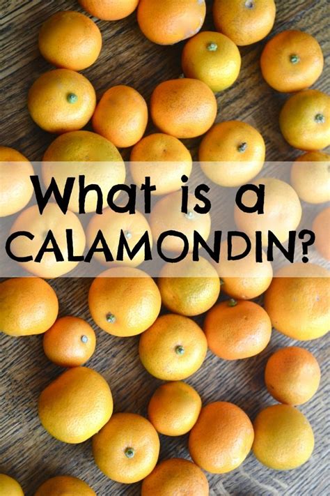 The Calamondin Fruit- Part 1 | Fruit, Garden recipes, Oranges benefits