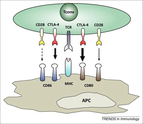 The CD28 and CTLA-4 receptors are connected by shared l | Open-i