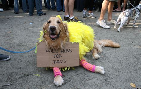 The Funniest Pet Halloween Costumes: Submit Your Own! (PHOTOS)