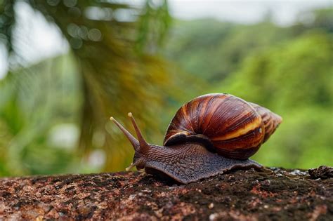 State takes aim at giant African land snails | Observer Local News ...