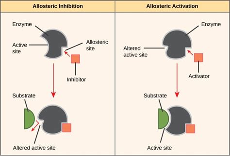 Inhibición enzimática - Tipos de inhibición - Regulación alostérica ...