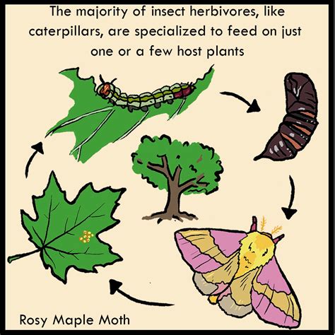 Rosy Maple Moth Life Cycle Free Shipping | www.gbu-presnenskij.ru