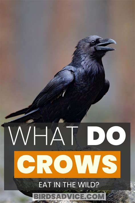 What do crows eat list of crow diets with pictures – Artofit