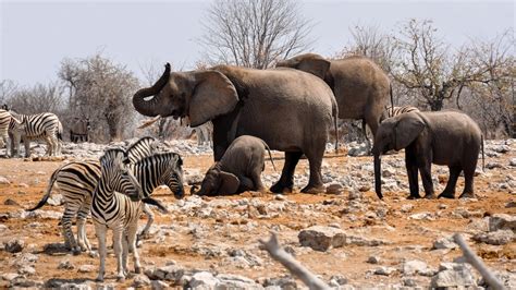 Stunning Wildlife Found in Namibia's Desert