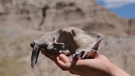 Fossil Preparation Lab