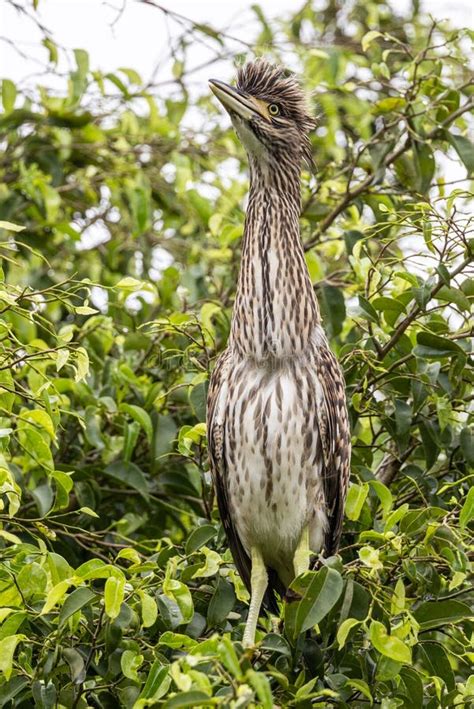 Juvenile Nankeen Night Heron in Queensland Australia Stock Photo ...