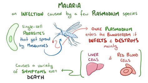 Plasmodium species (Malaria): Video & Anatomy | Osmosis