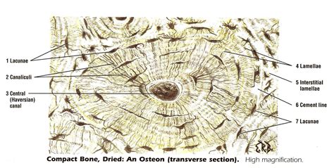 Osteon In Compact Bone