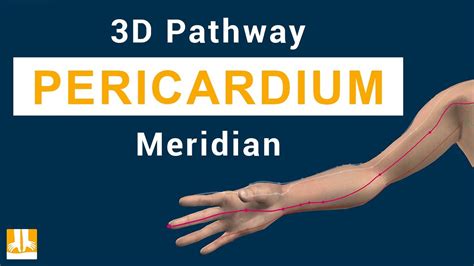 Pericardium Meridian - 3D pathway from point to point - YouTube