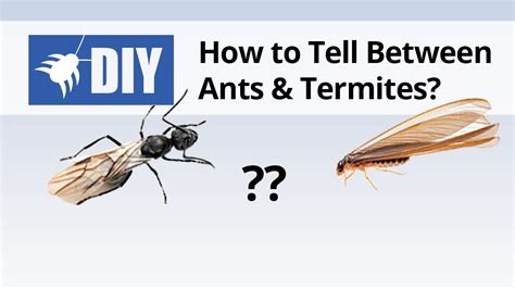 Termites vs Ants - How to Tell the Difference Between Ants & Termites ...