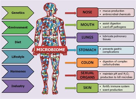 Microbes in the human body