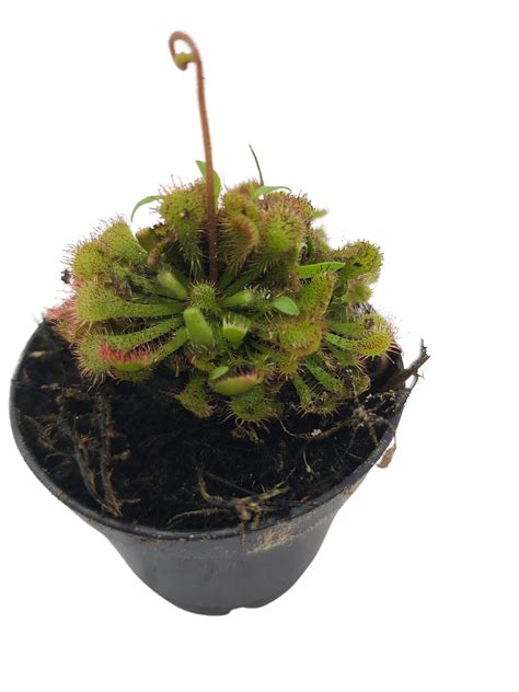 Sundew plant | Plantly