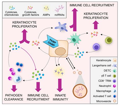 IJMS | Free Full-Text | The Immune Functions of Keratinocytes in Skin ...