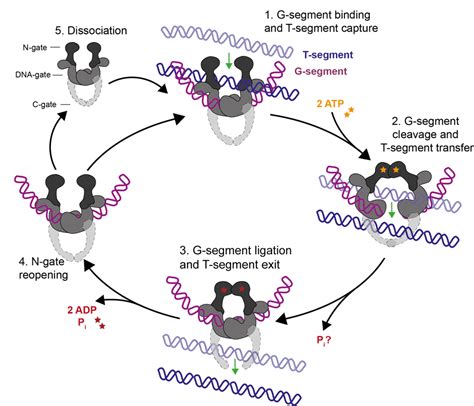 Topoisomerase: Overview & Applications