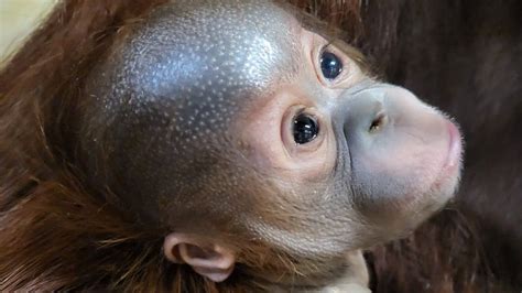 Critically endangered orangutan baby on view at Paignton Zoo - BBC News