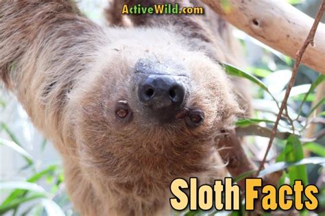 Sloth Facts For Kids & Adults: Pictures, Information & Video. Discover ...