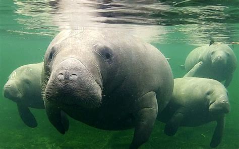 November is Manatee Awareness Month - AMI Sun