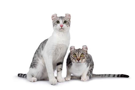 Do Cats With Round Ears Exist? - Myths & Facts Explained