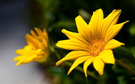 91 Hd Images Of Yellow Flowers For FREE - MyWeb