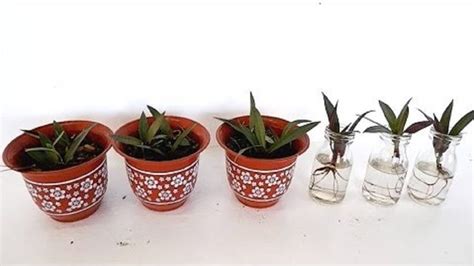 Boat Lily or Dwarf Rhoeo Propagation by Stem Cuttings in Soil and Water ...