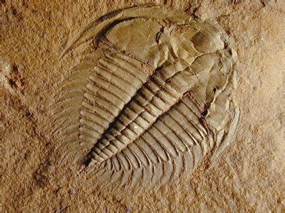 1517: Oldest Animal Fossils Found in Lakes