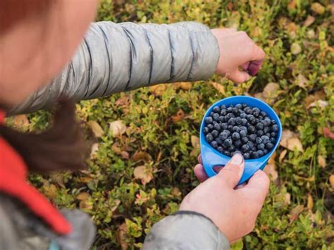 9 Emerging Health Benefits of Bilberries