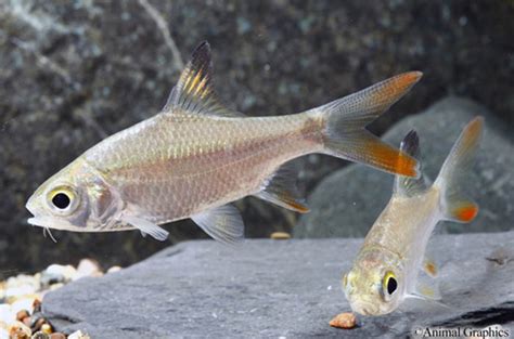 Redtail Tinfoil Barb - regular size - Bluegrassaquatics.com