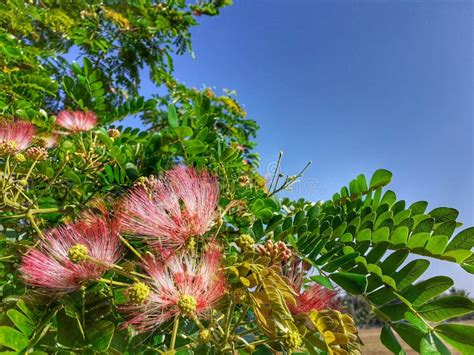 Albizia Saman Tree Flowers with Leafs in Blue Sky Background. Stock ...