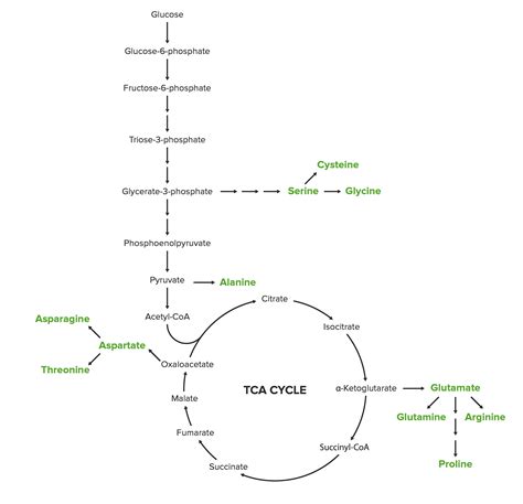 Synthesis of Nonessential Amino Acids | Concise Medical Knowledge