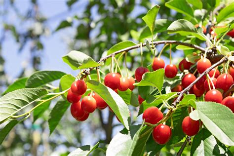 From Root to Fruit: The Intricate Process of Growing Fruit Trees ...