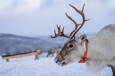 Raising Reindeer: Reindeer Don’t Always Live At The North Pole - Grit