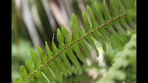 How to Collect Fern Spores for Propagation(Urdu) - YouTube