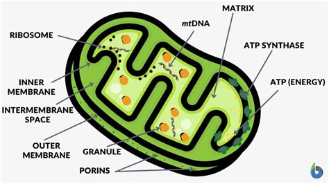 Mitochondria Diagram With Labels