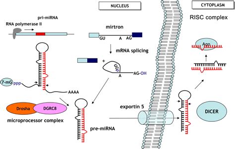 Emerging roles of microRNAs as molecular switches in the integrated ...