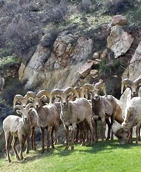 Camping in Colorado near Bighorn Sheep | Camp Colorado