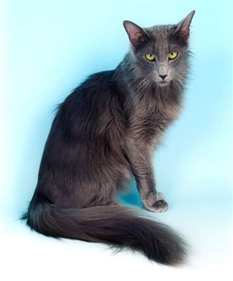 15 Gorgeous Grey Cat Breeds You'll Love I Discerning Cat