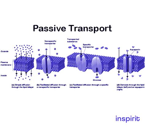 Passive and Active Transport Study Guide - Inspirit Learning Inc