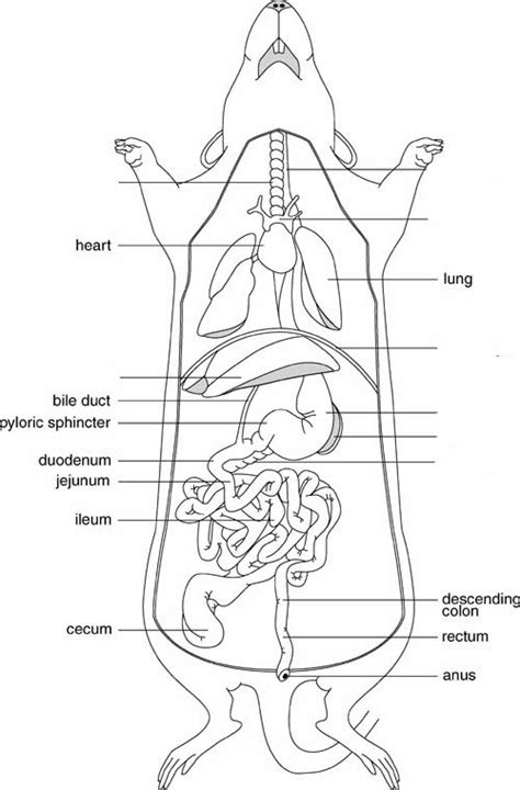 Rat Dissection Test Review Diagram | Quizlet