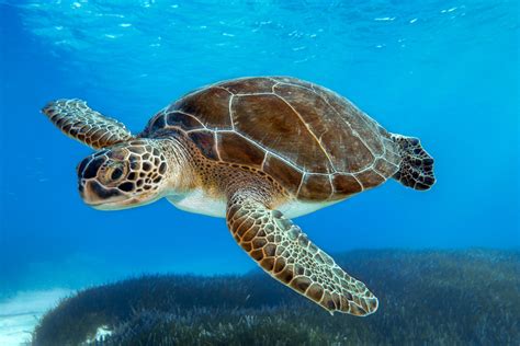 Are Sea Turtles Endangered in 2024? - Brightly