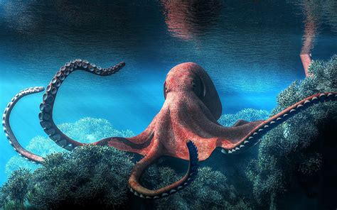 How smart are octopus - naaxtreme