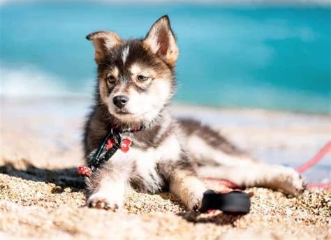 The Pomsky, A Triple-A Crossbreed: Adorable, Active, and Adaptable - K9 Web