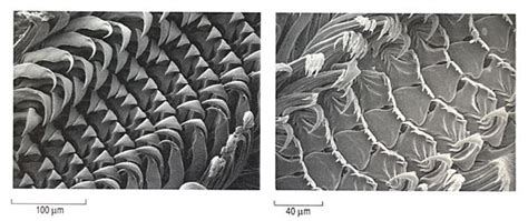 Radula - Alchetron, The Free Social Encyclopedia