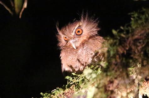 Long-whiskered Owlet (Xenoglaux loweryi) profile by Bill Moorhead - The ...