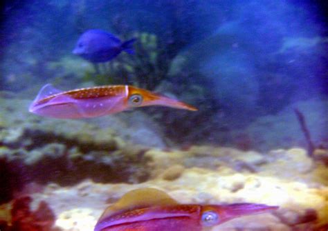 Caribbean Reef Squid – "OCEAN TREASURES" Memorial Library