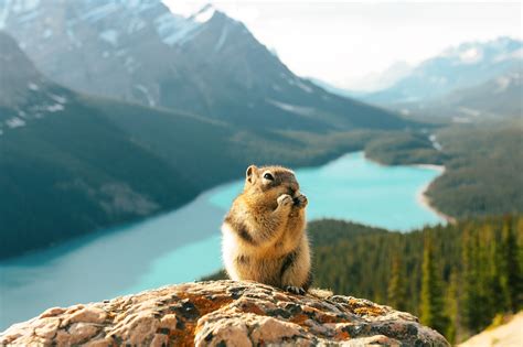 How to not be a jerk to wildlife in Canada