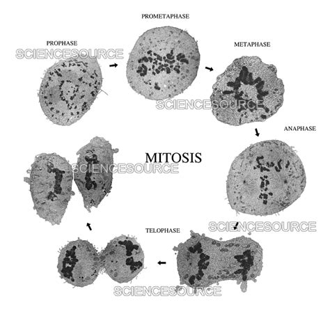 Mitosis Stages Under Microscope